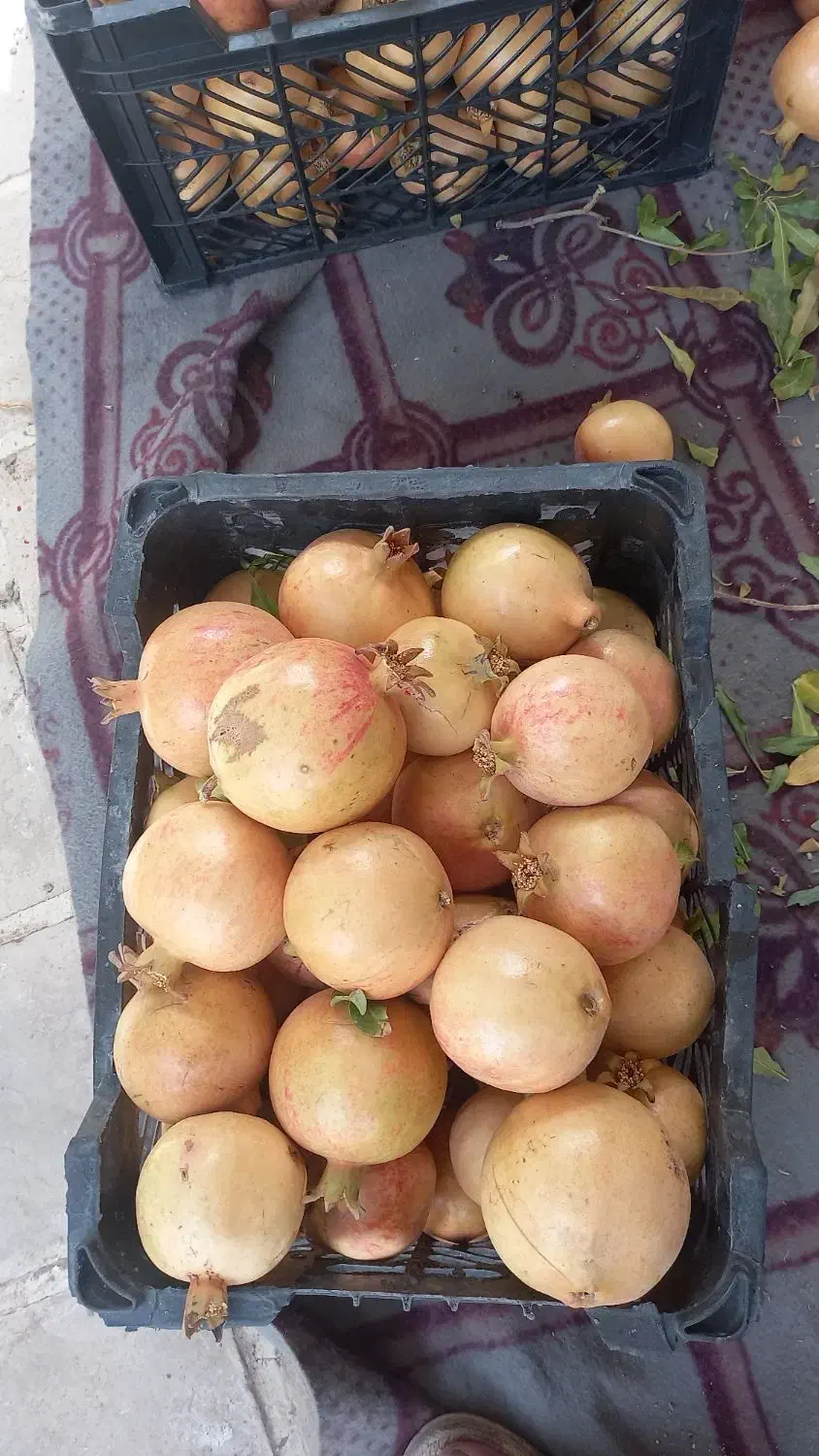 انار میخوش|خوردنی و آشامیدنی|حمیدیا, |دیوار