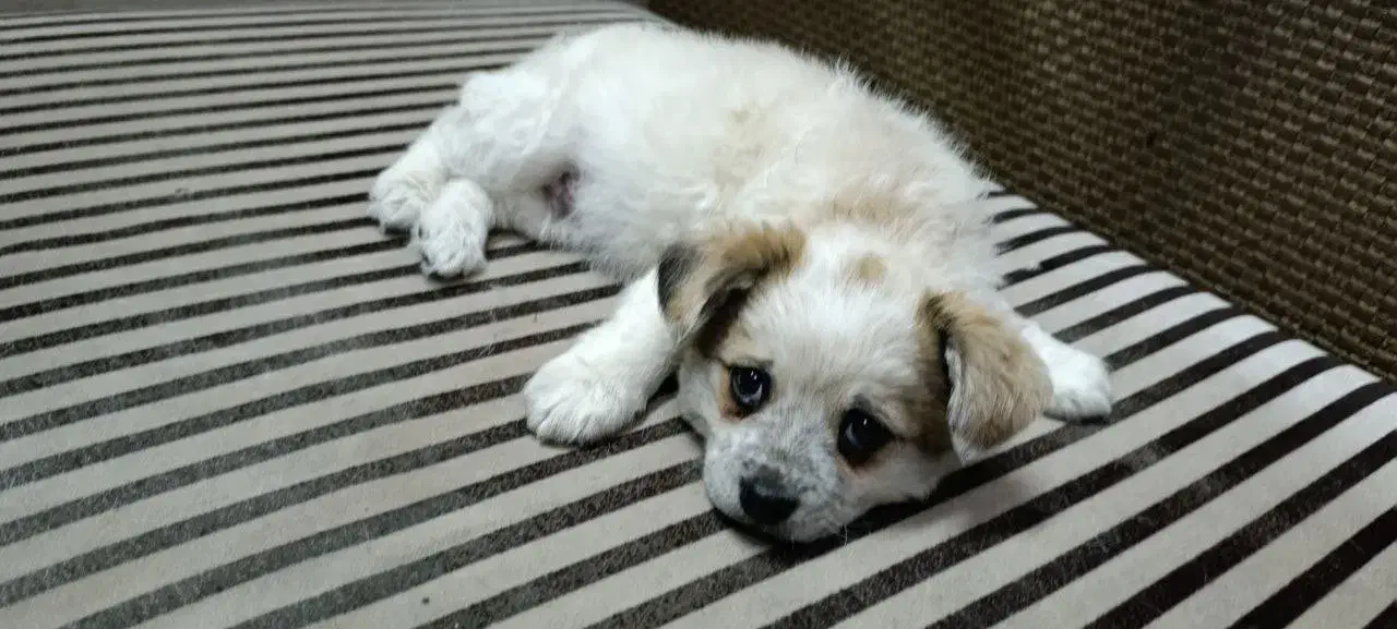 سگ.|سگ|ری, علایین|دیوار