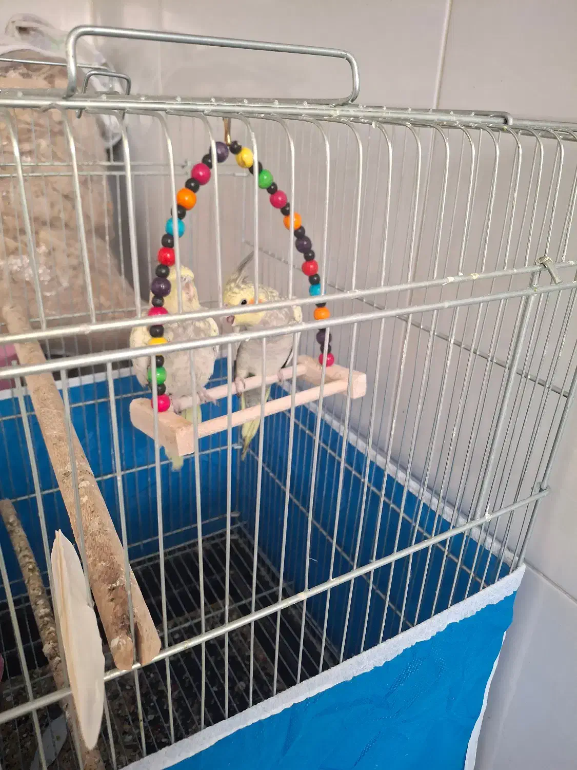 عروس هلندی فروشی|پرنده|برخوار, |دیوار