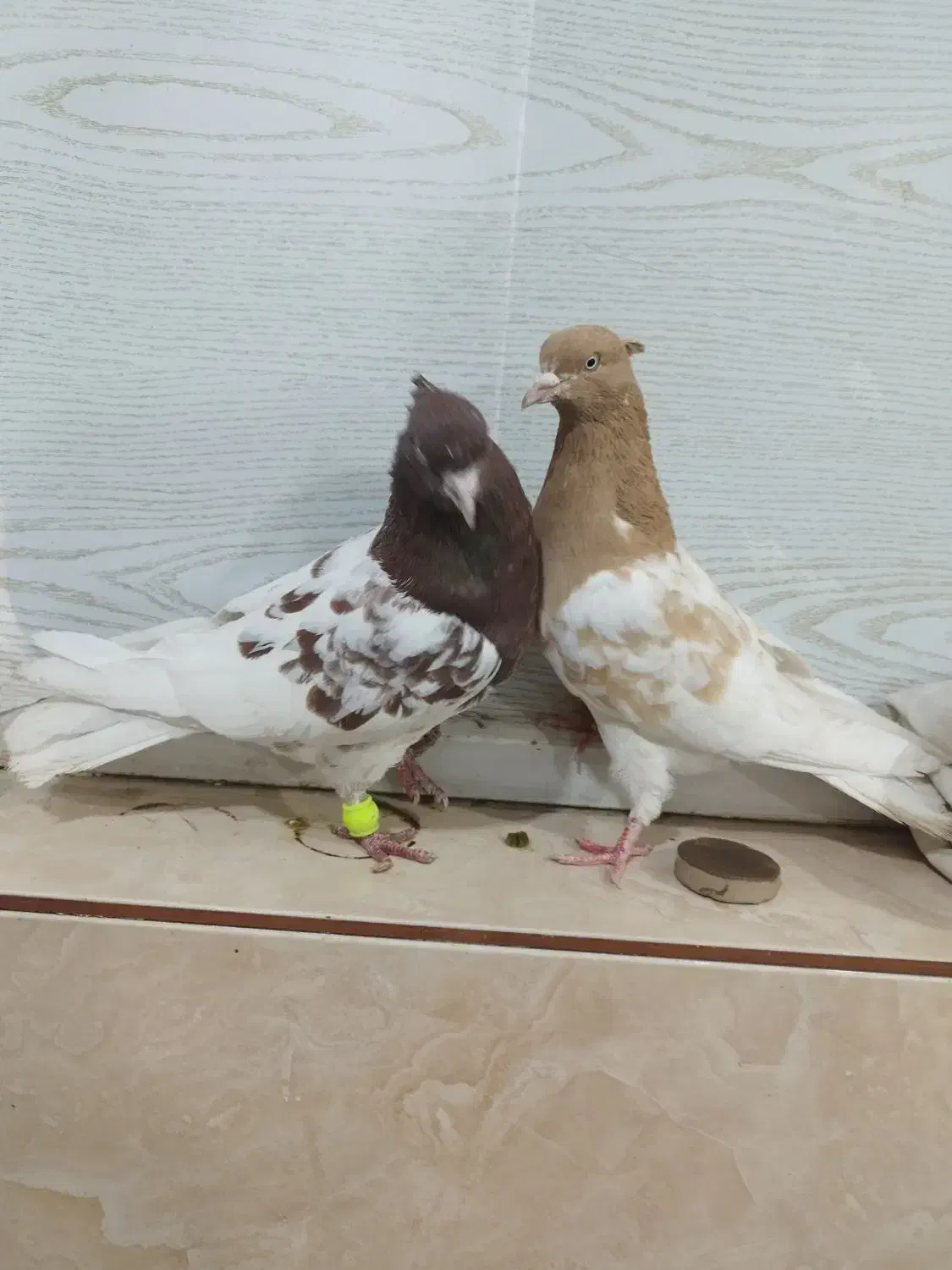 کله ای|پرنده|اهواز, شهرک رزمندگان|دیوار