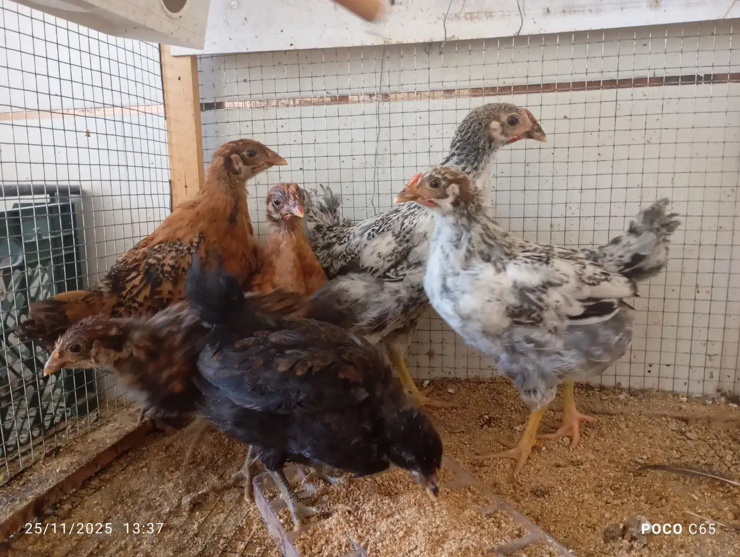 جوجه محلی|حیوانات مزرعه|طبس, |دیوار