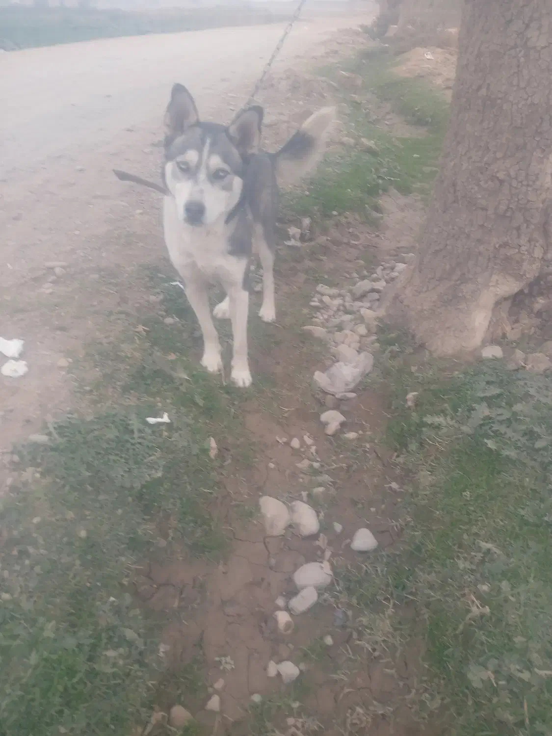 هاسکی|سگ|پیشوا, |دیوار