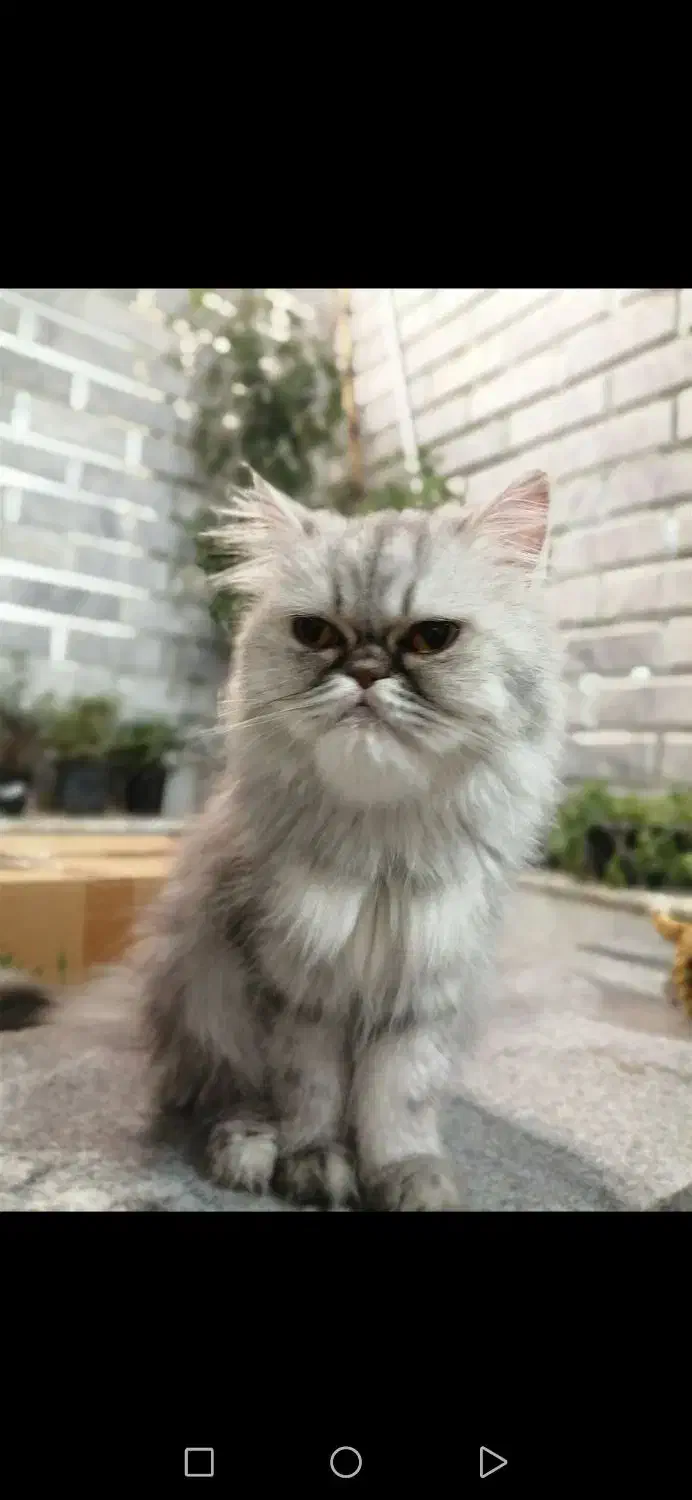 گمشده|حیوانات|قم, انصارالحسین|دیوار