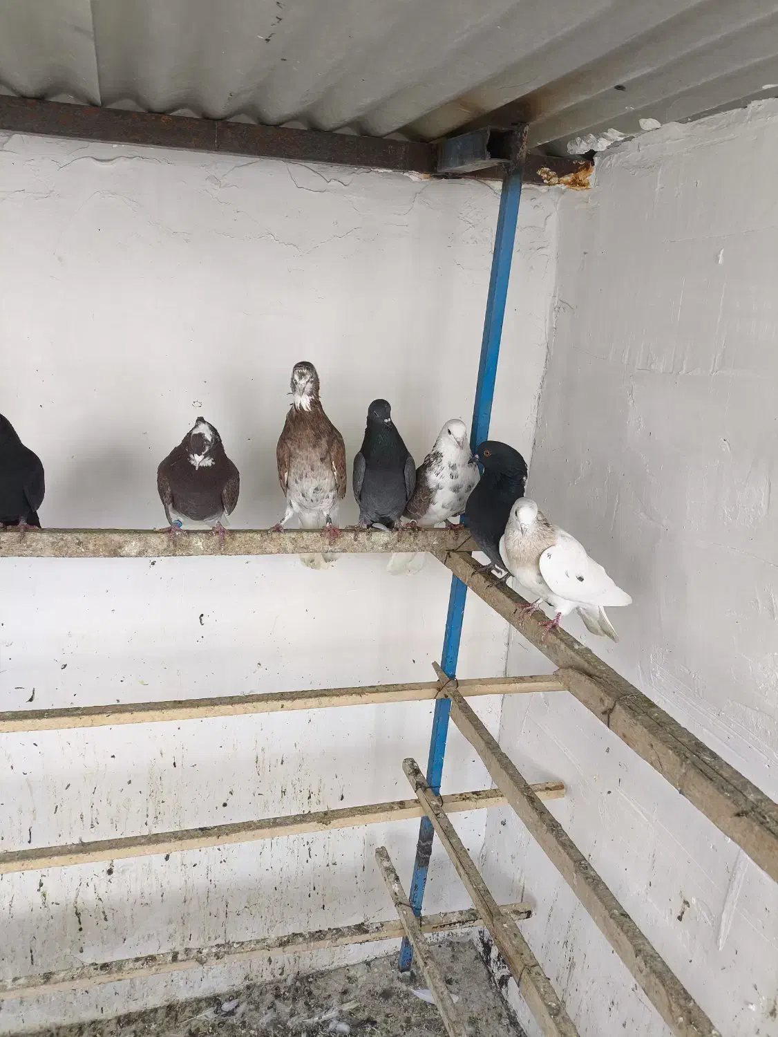 کبوتر پری|پرنده|پیرانشهر, |دیوار