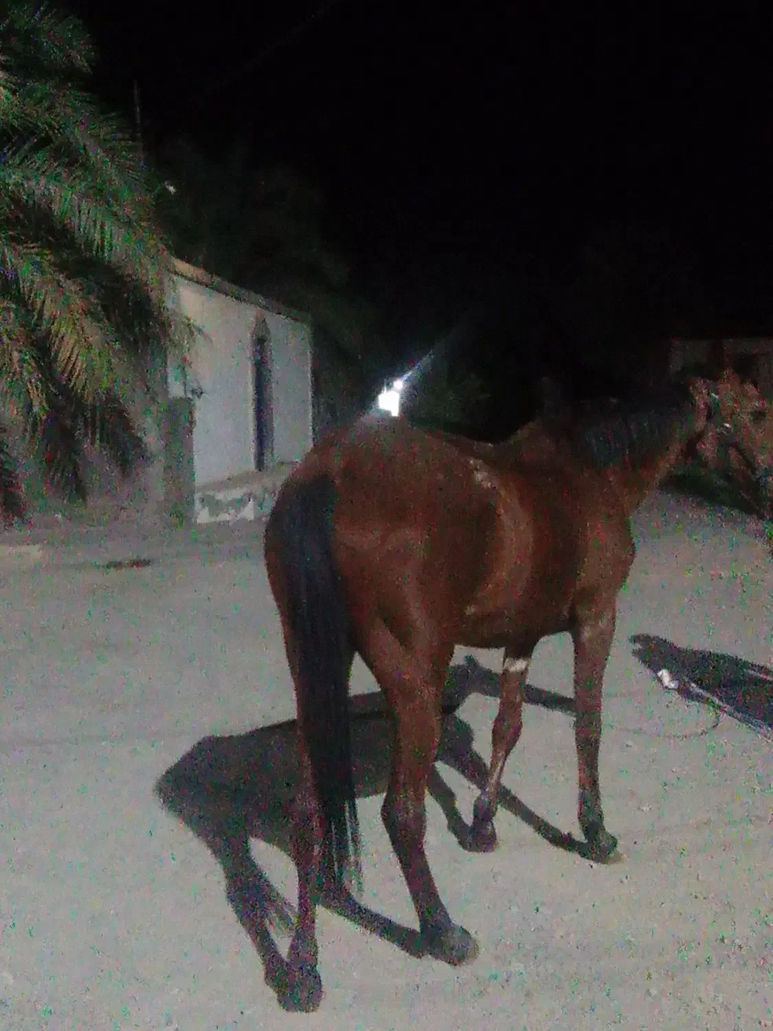 اسب مادیان|اسب و تجهیزات اسبسواری|نرماشیر, |دیوار