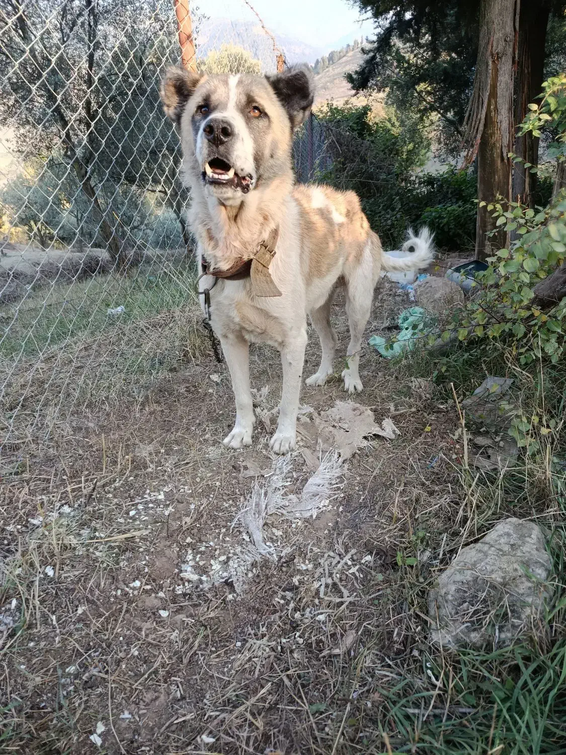 سگ بومی اصیل نگهبانی|سگ|توتکابن, |دیوار