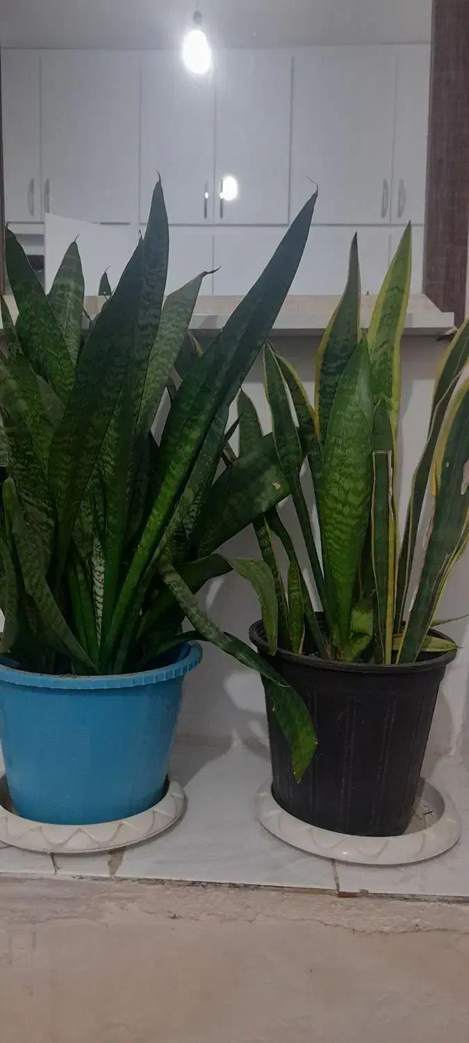 دو عدد گل سانسوریا خیلی سر حال|گل و گیاه طبیعی|تربت جام, شاد|دیوار