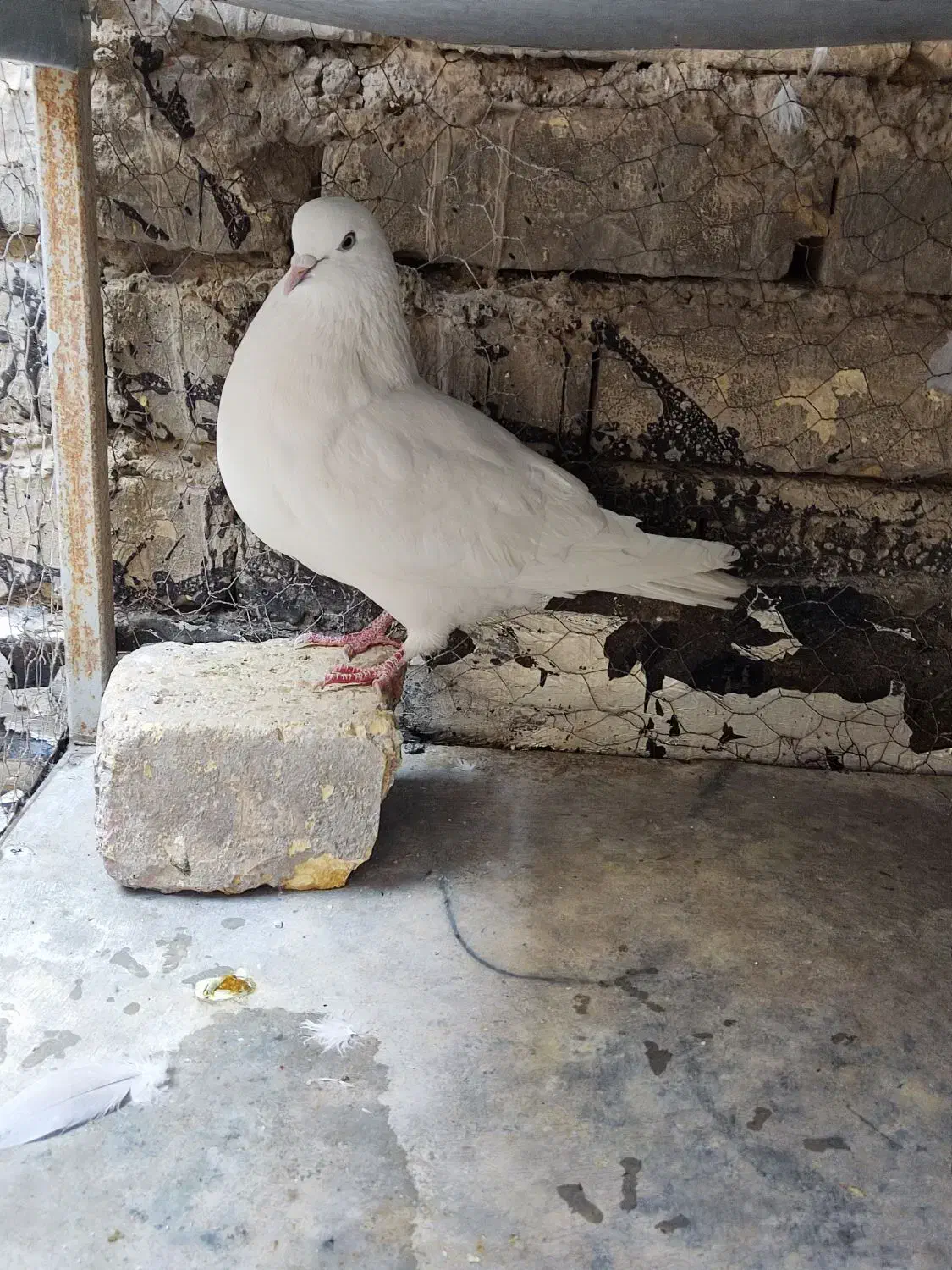 کفتر|پرنده|خمینی‌شهر, |دیوار