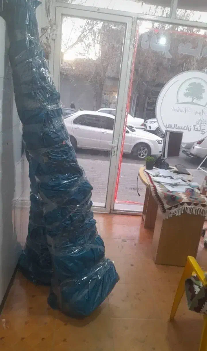 نهال گردو ژنو نهالستان آغاج|گل و گیاه طبیعی|میاندوآب, |دیوار