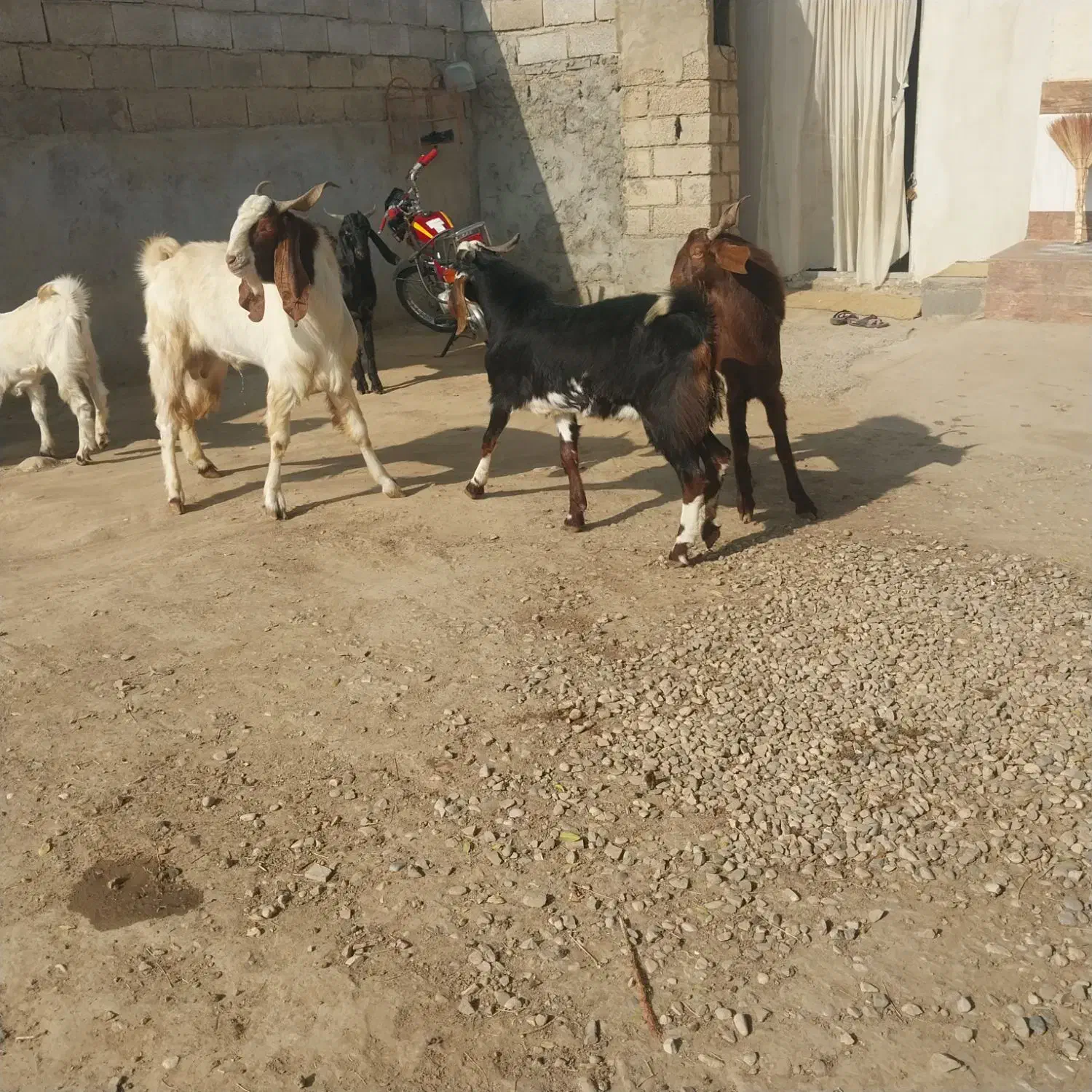 بز غاله نر ویک تکه تخمی داشتی وزن بالا|حیوانات مزرعه|گنبد کاووس, |دیوار