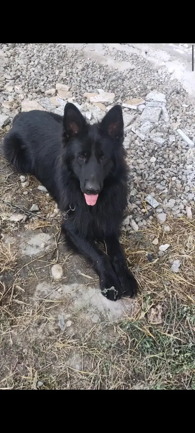 سگ ژرمن بلک نر|سگ|قائمشهر, |دیوار