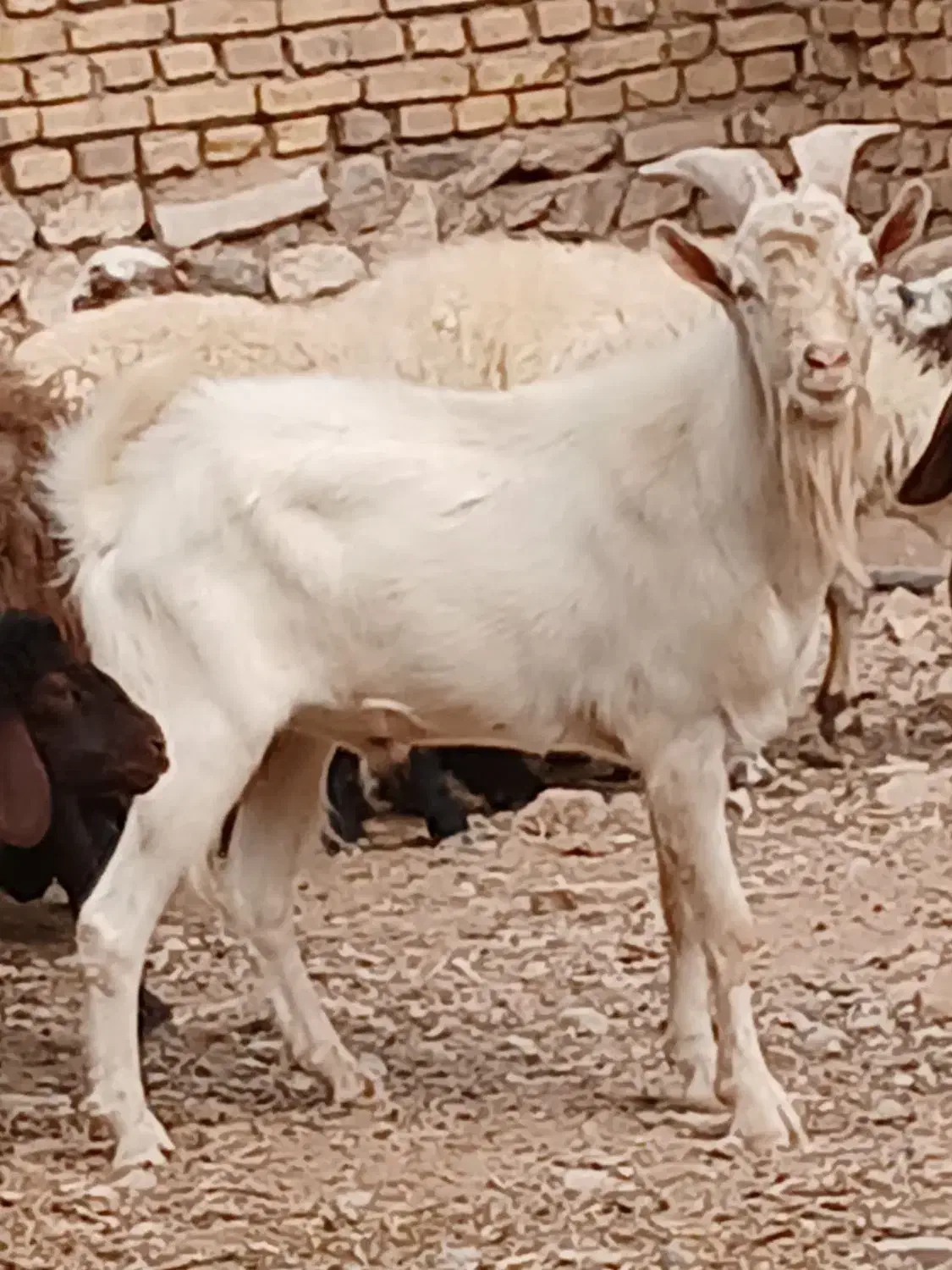 چپیش سانن|حیوانات مزرعه|تفت, |دیوار