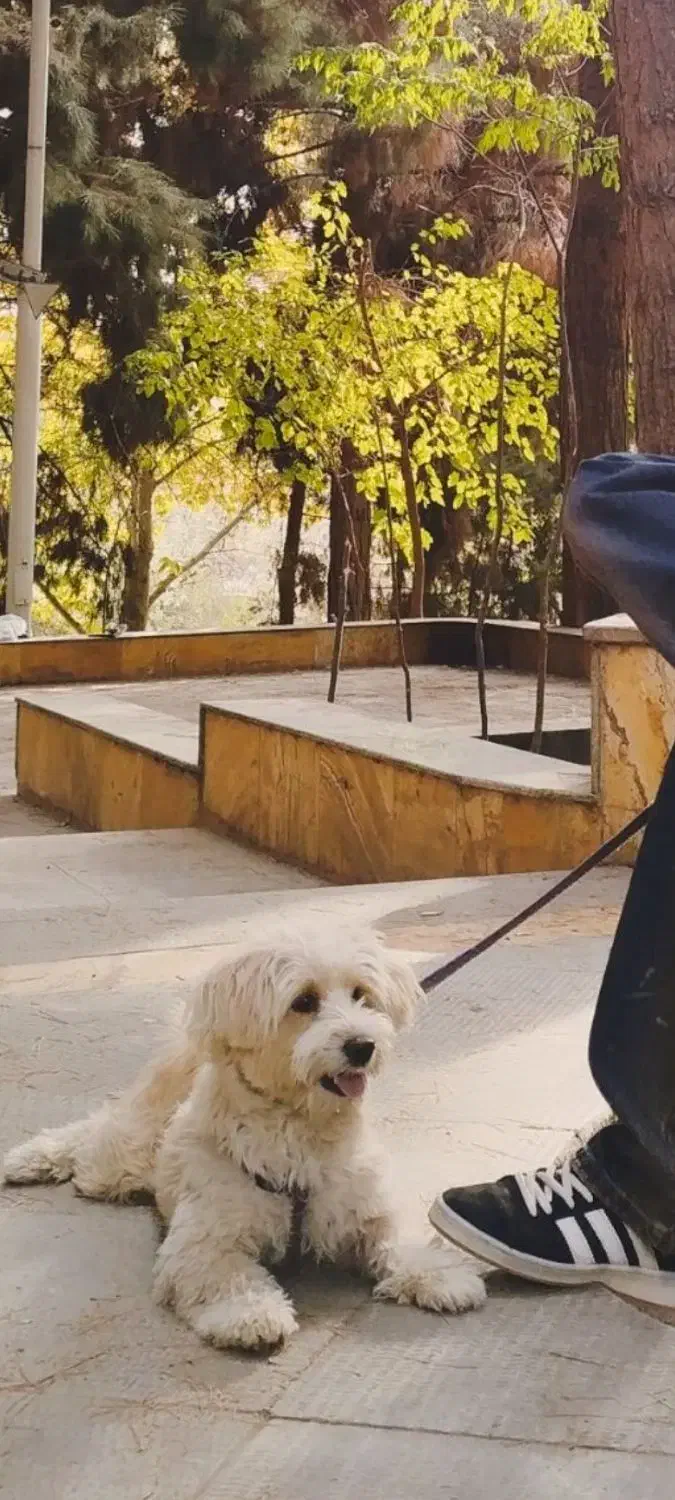 سگ پاکوتا زیبا|سگ|شاهرود, |دیوار