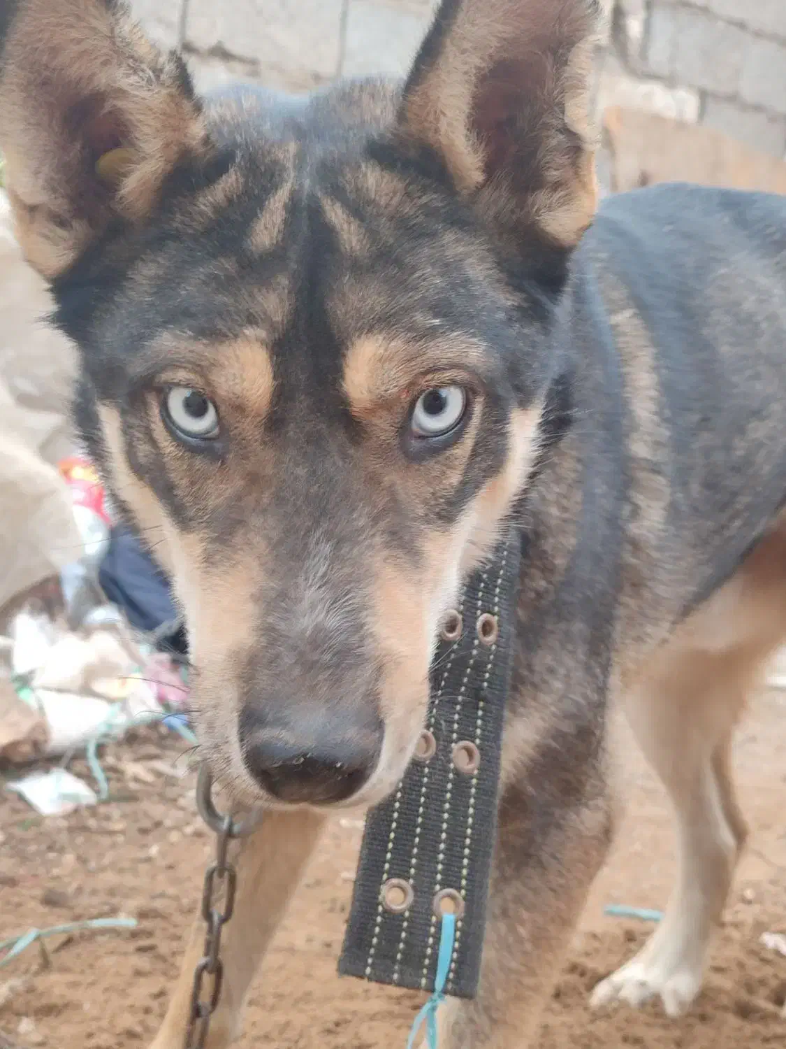 سگ هاسکی خانگی|سگ|حمیدیه, |دیوار