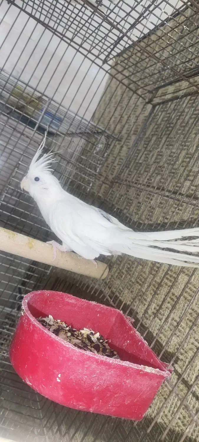 عروس هلندی|پرنده|مسجد سلیمان, |دیوار