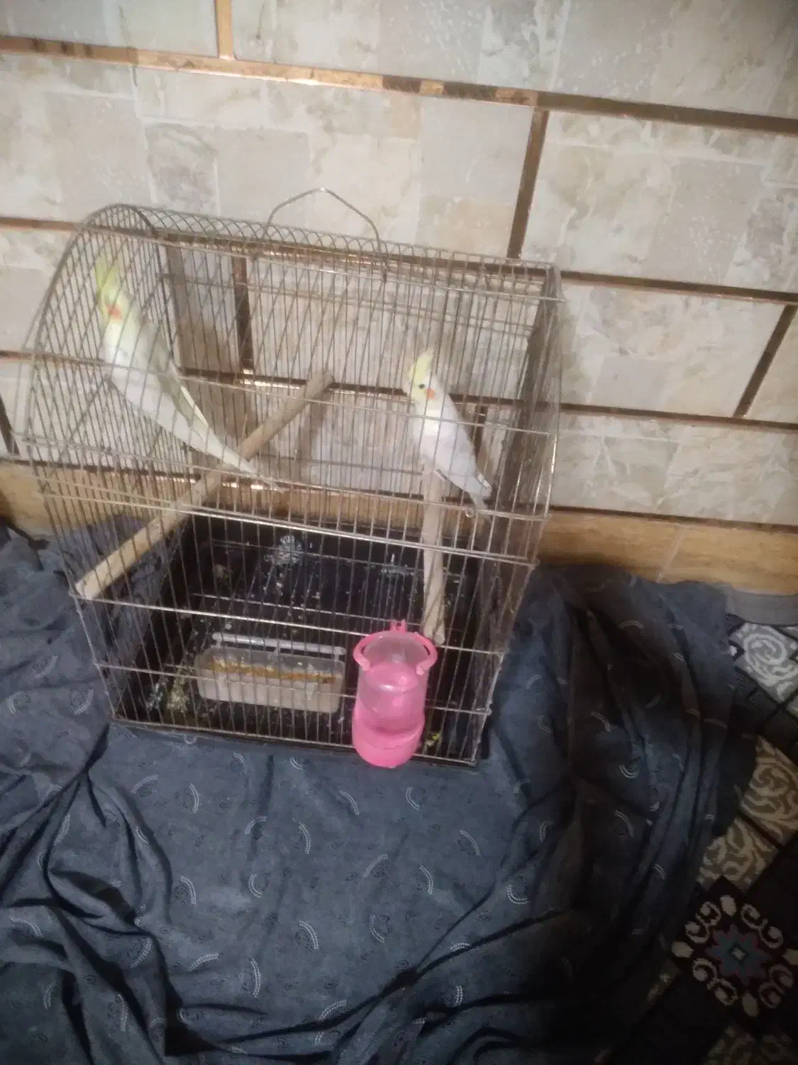 عروس هلندی|پرنده|شوشتر, |دیوار