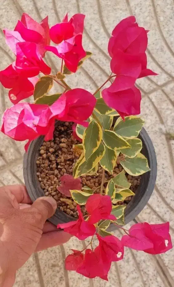 کود کفتر ی وگاوی|گل و گیاه طبیعی|کرمان, |دیوار