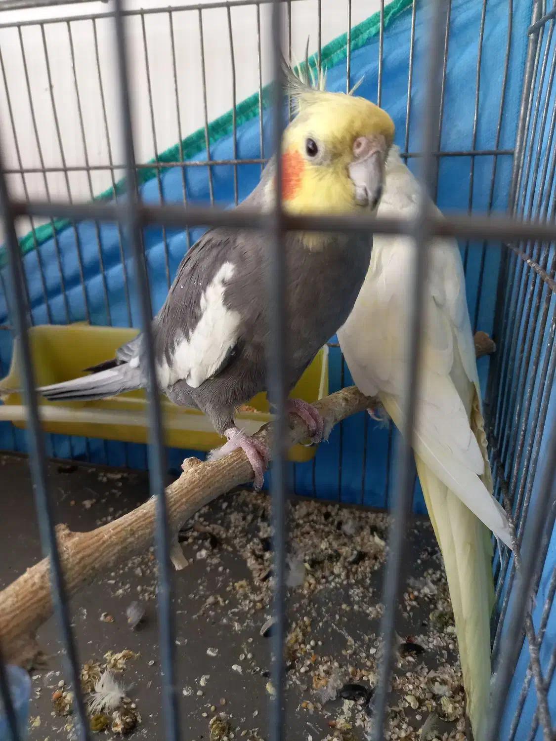 طوطی عروس|پرنده|تاکستان, |دیوار