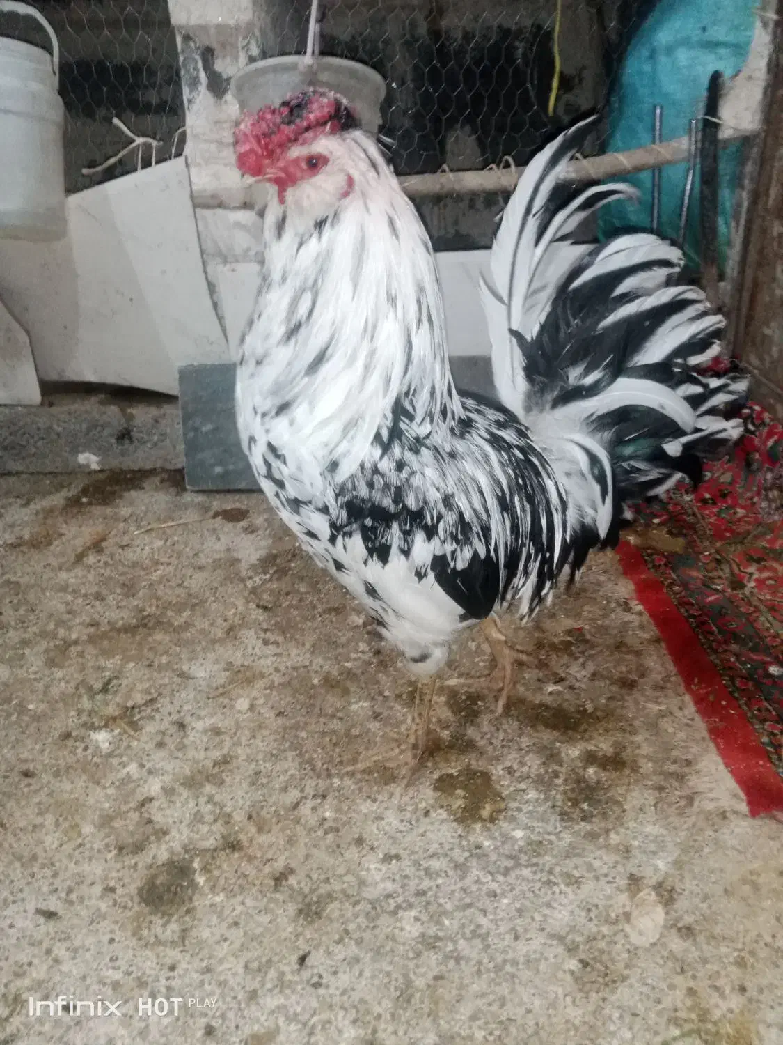 ۲عددخروس گلین اصل فول کفیت براق|حیوانات مزرعه|جوانرود, |دیوار