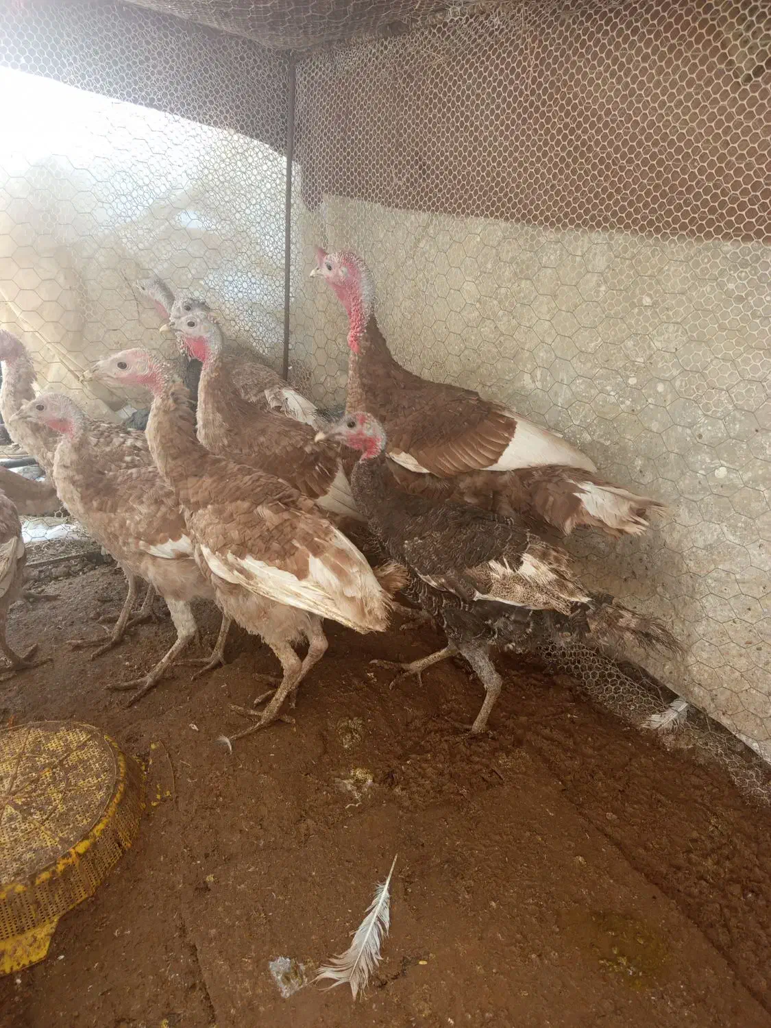 بوقلمون بروبو اصل|حیوانات مزرعه|مرودشت, ژیان|دیوار