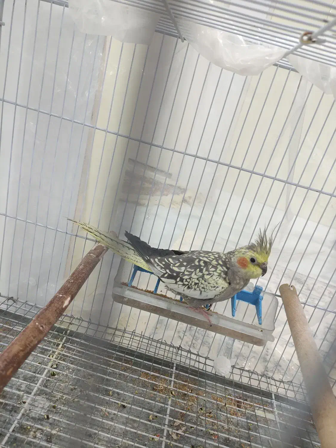 عروس هلندی ماده بالغ|پرنده|سبزوار, فیاض|دیوار