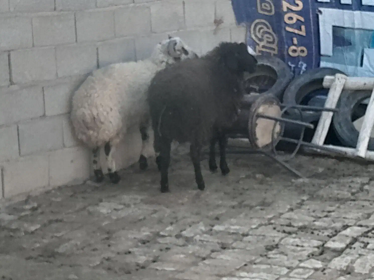 دوعدد بره تمیز خوشگل|حیوانات مزرعه|بشاریات, |دیوار