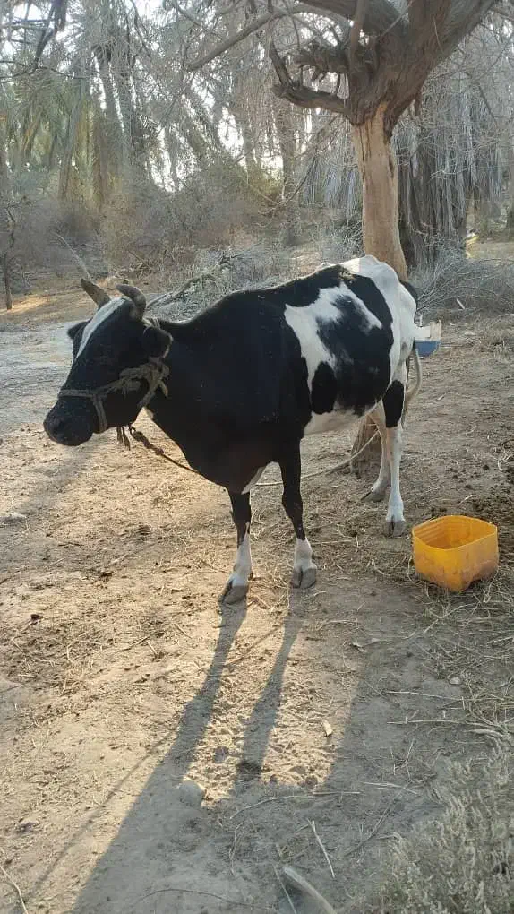 گاو ماده|حیوانات مزرعه|میناب, |دیوار