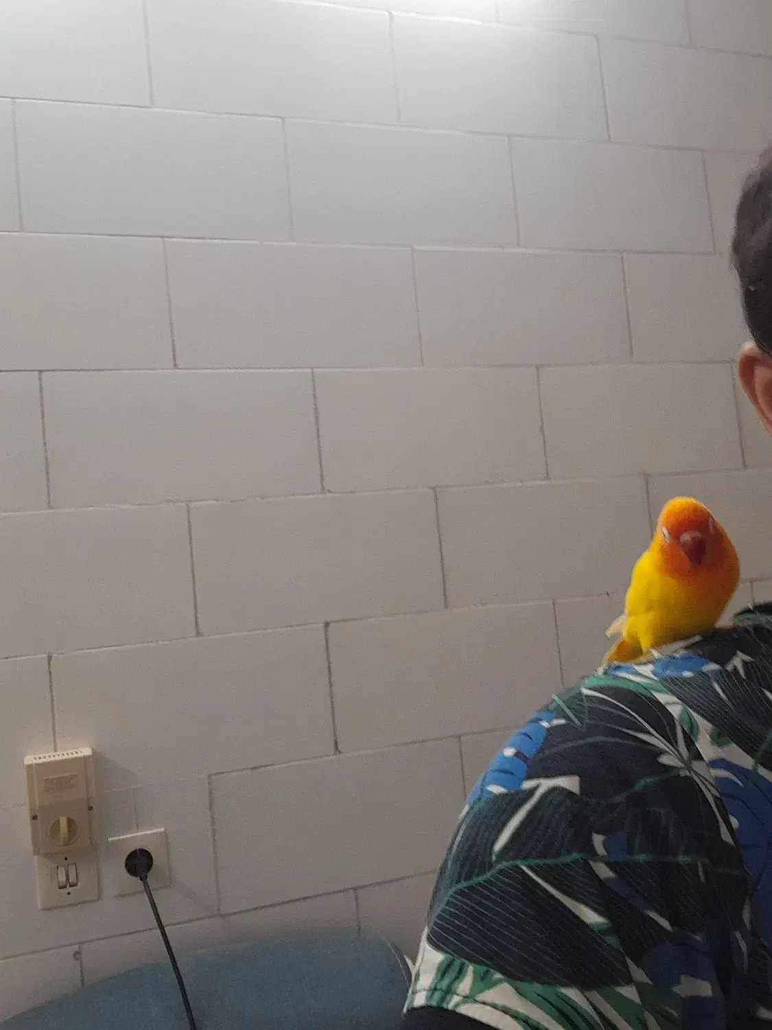 یک جفت کوتوله برزیلی|پرنده|اردکان, |دیوار