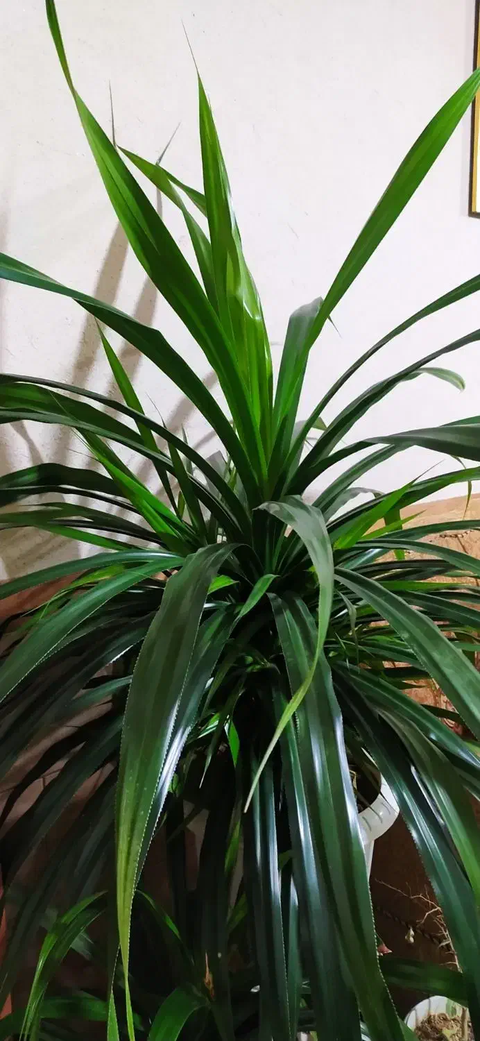 گل وگیاه|گل و گیاه طبیعی|ماهان, |دیوار