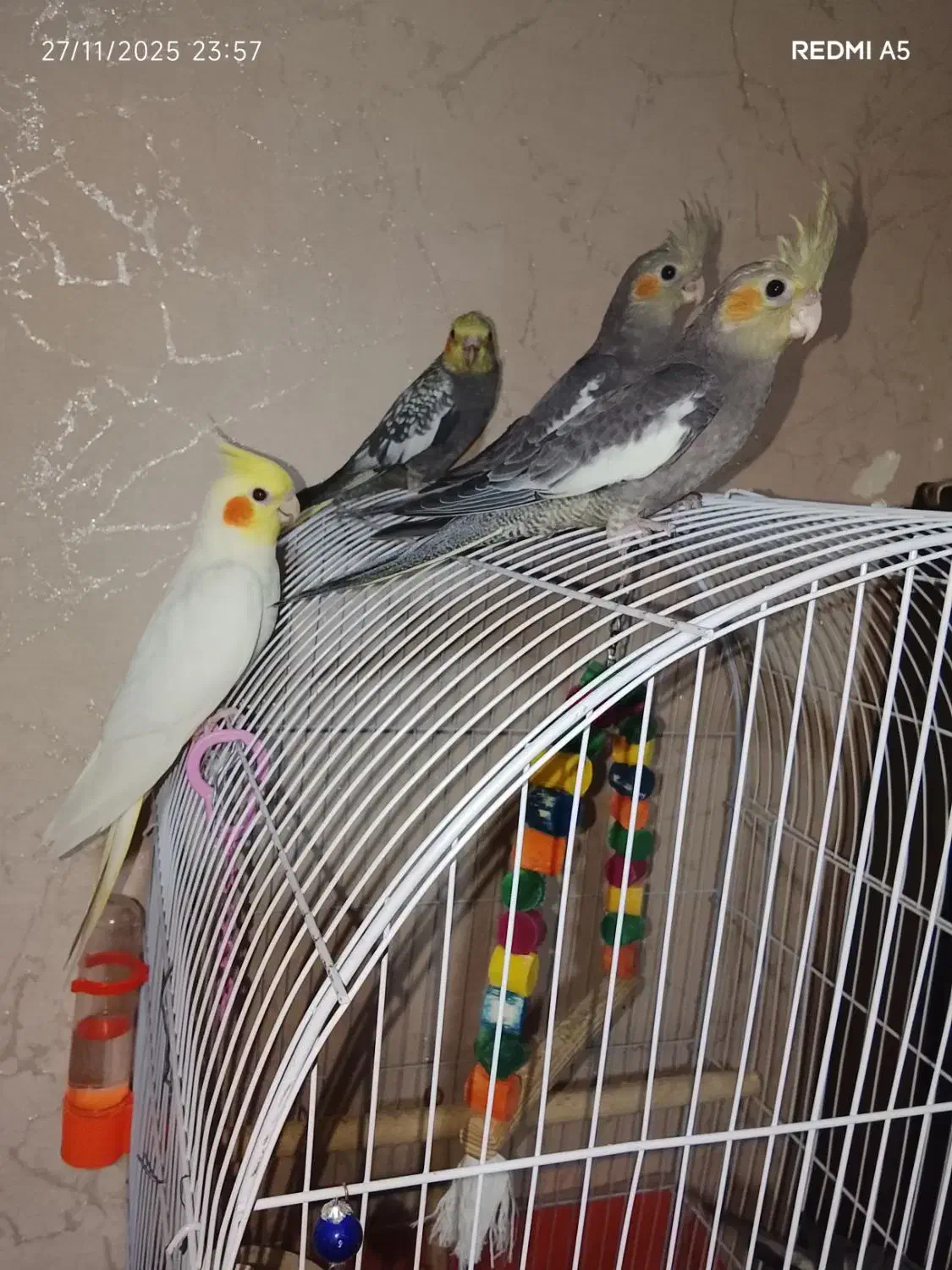 عروس هلندی نر و ماده دو ماهه|پرنده|لاهیجان, آهندان|دیوار