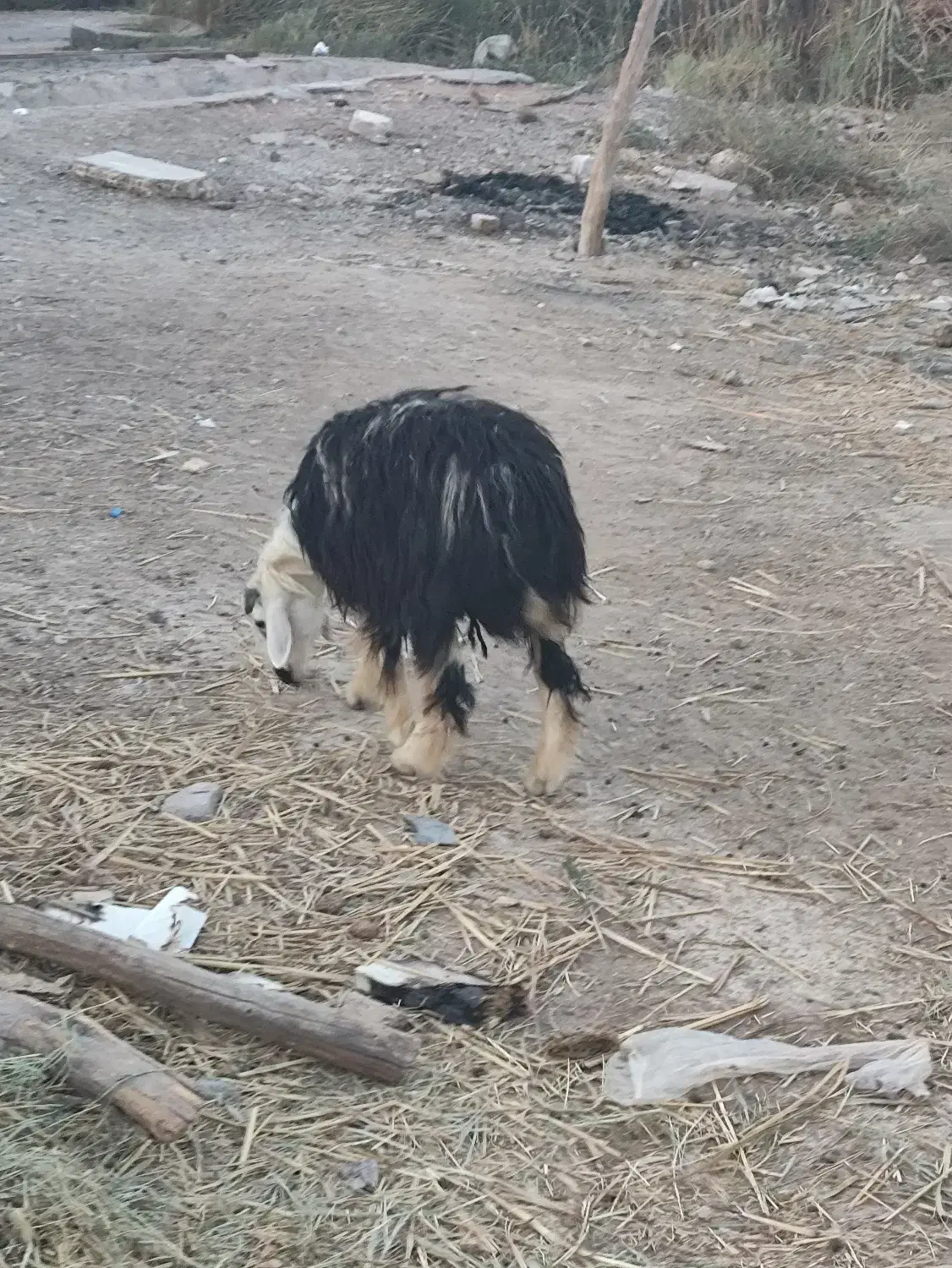 دوتا گوسفند عوسی اصلی نر|حیوانات مزرعه|خرمشهر, |دیوار