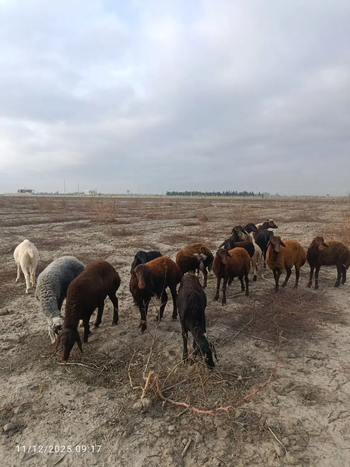 بره و گوسفند|حیوانات مزرعه|گنبد کاووس, |دیوار