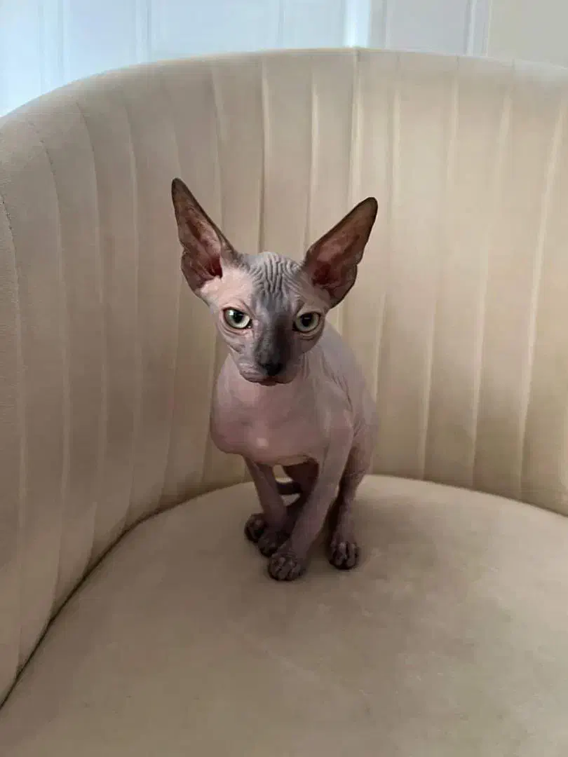 گربه اسفینکس|گربه|تهران, شهرک غرب|دیوار