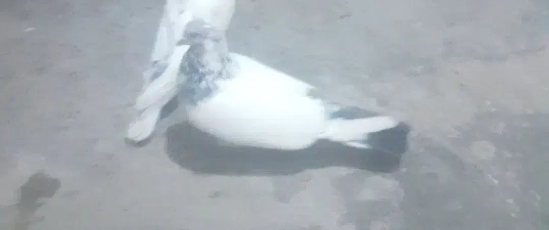 گمشده|پرنده|ایوان, |دیوار