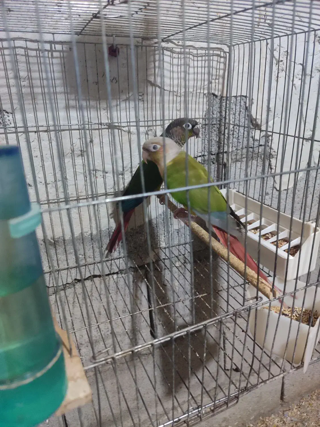 دوجفت گرینچیک مولد تضمینی|پرنده|مهاباد (آذربایجان غربی), |دیوار