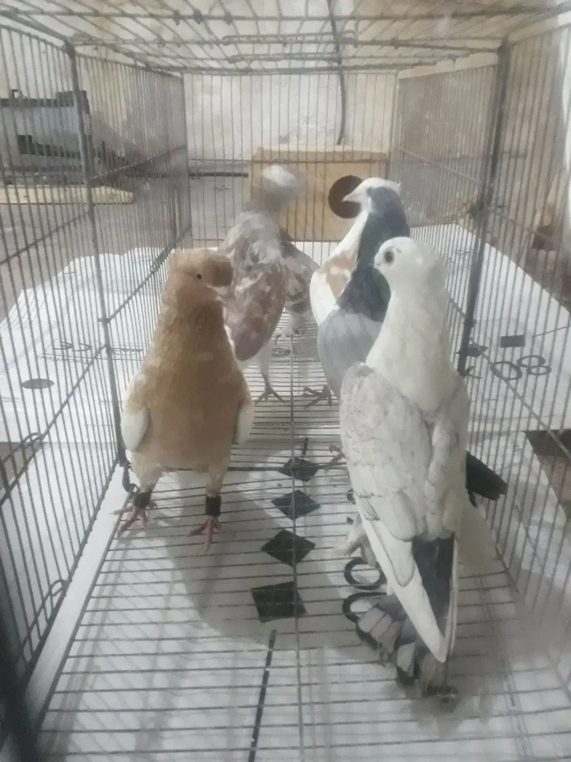 کبوتر|پرنده|جهرم, |دیوار