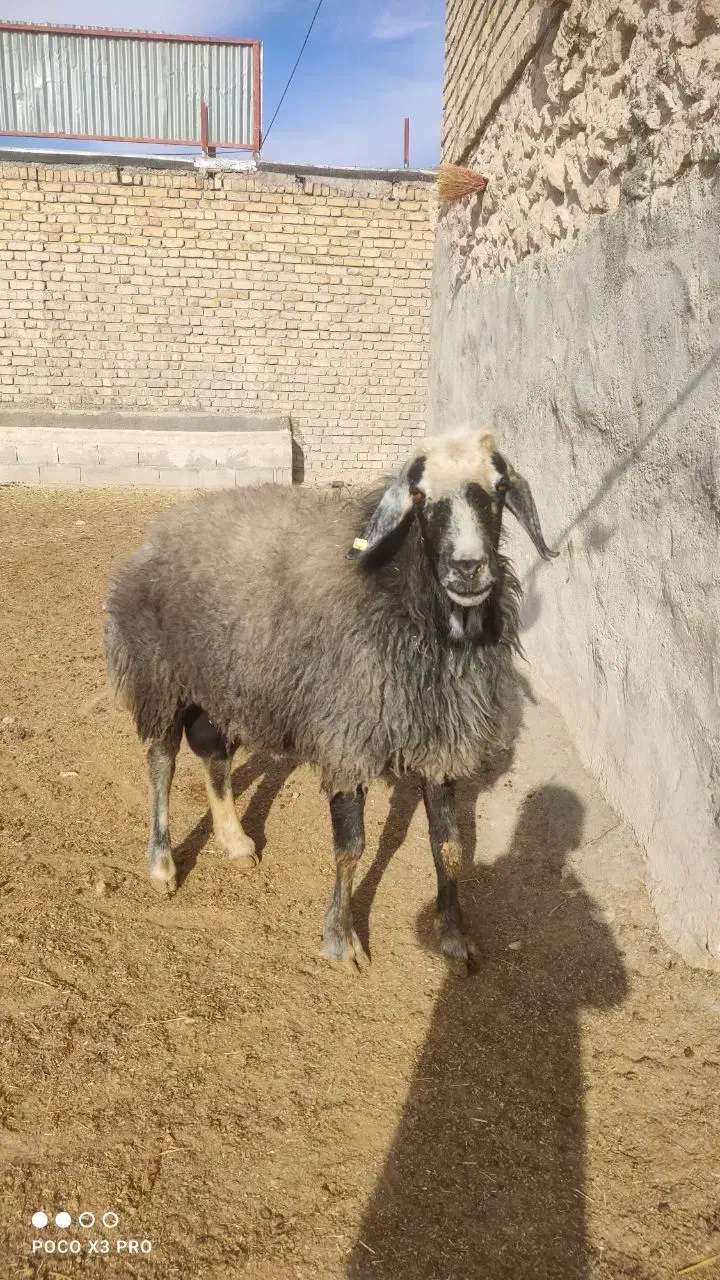 قوچ گله|حیوانات مزرعه|نوبران, |دیوار