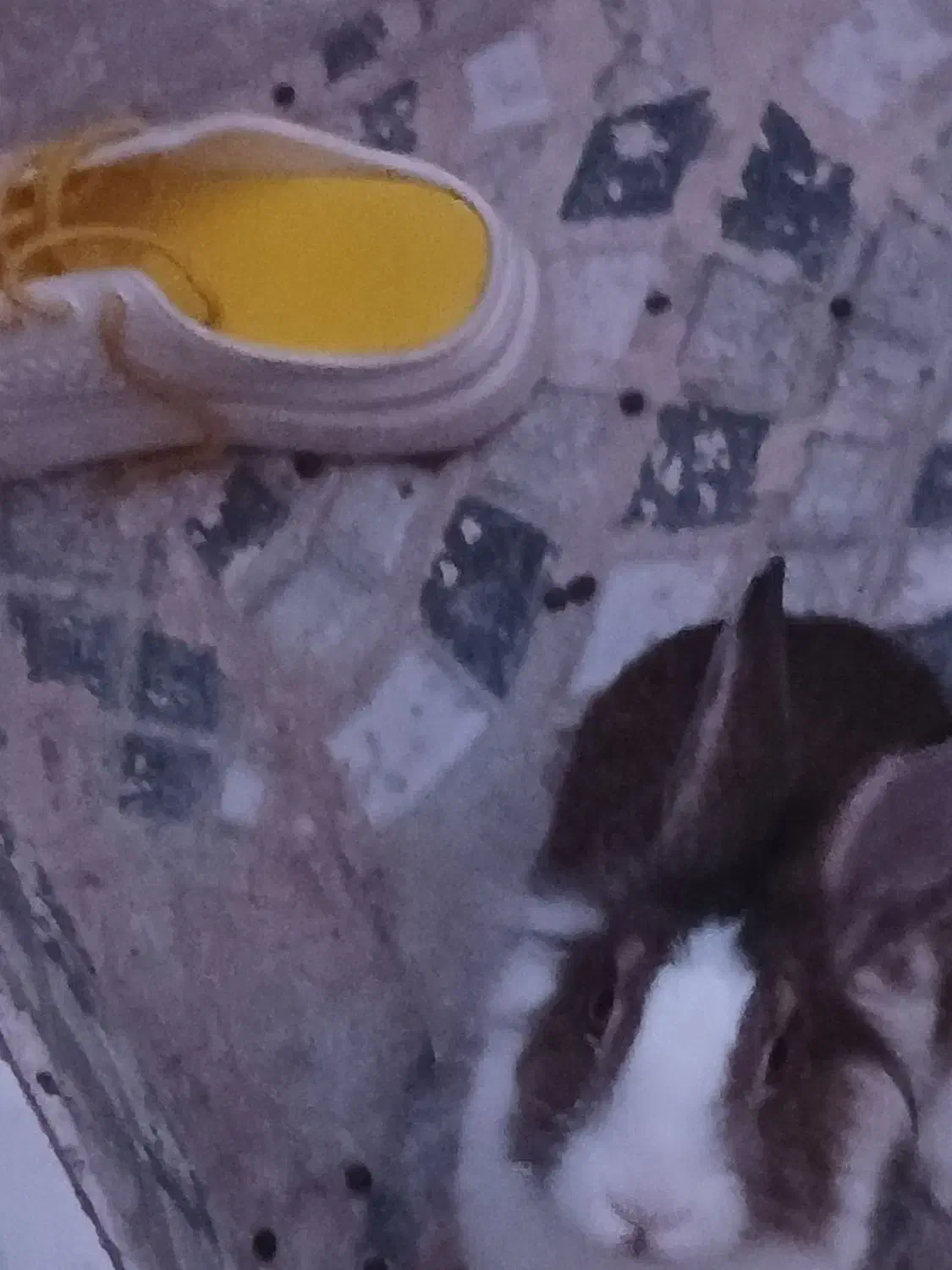 دوعدد خرگوش|موش و خرگوش|تبریز, |دیوار