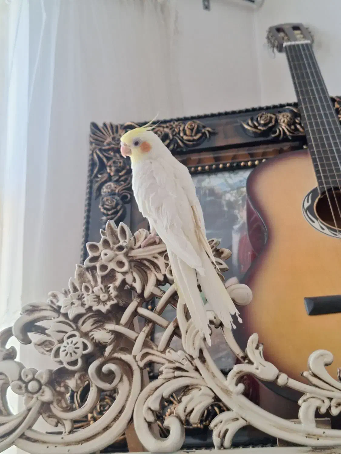 عروس هلندی|پرنده|بناب, |دیوار