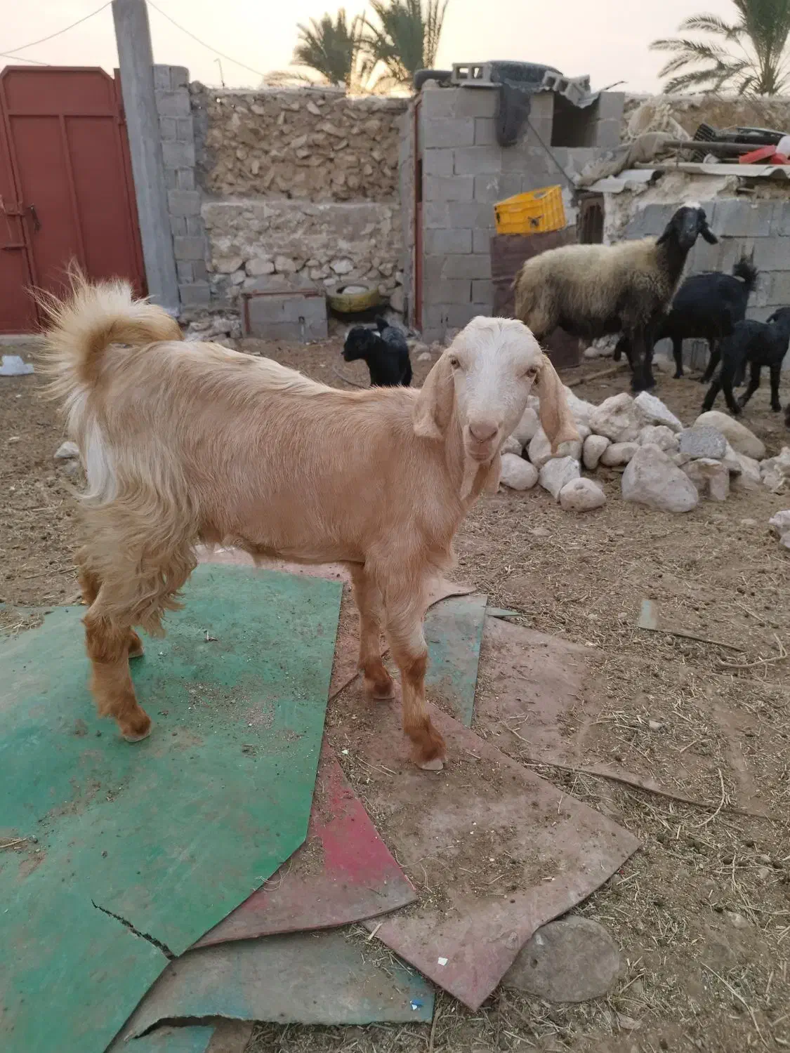 تیشتر عدانی هلی|حیوانات مزرعه|خورموج, |دیوار