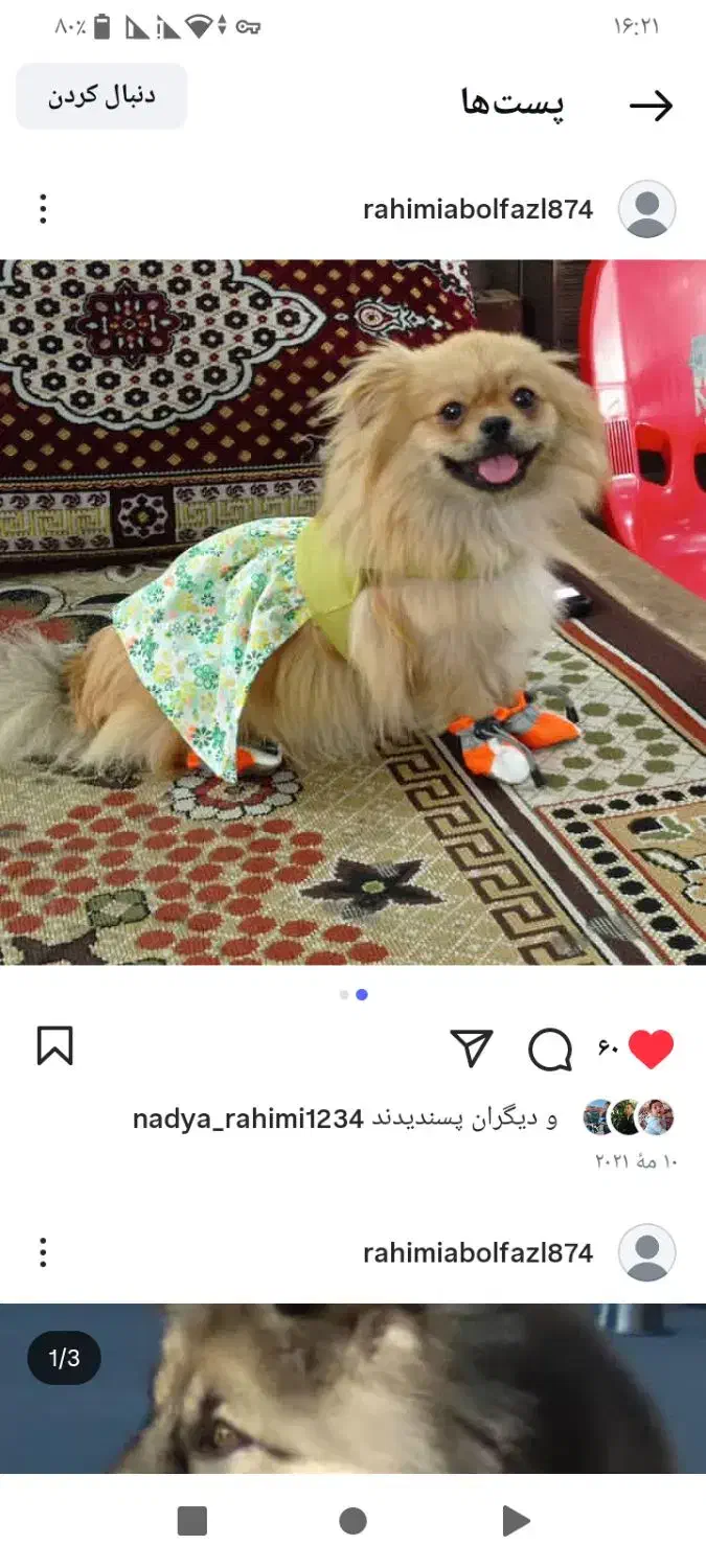 توله سگ پامر ییگنیز عروسک توله|سگ|گنبد کاووس, |دیوار