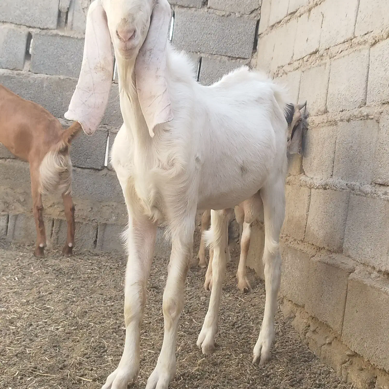 تروشت چاق گلابی اصیل نسل کشی مالداری|حیوانات مزرعه|ایرانشهر, |دیوار