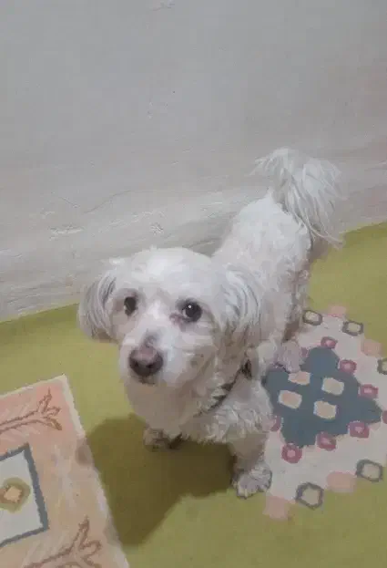 سگ پودل نر|سگ|سرخه حصار, |دیوار