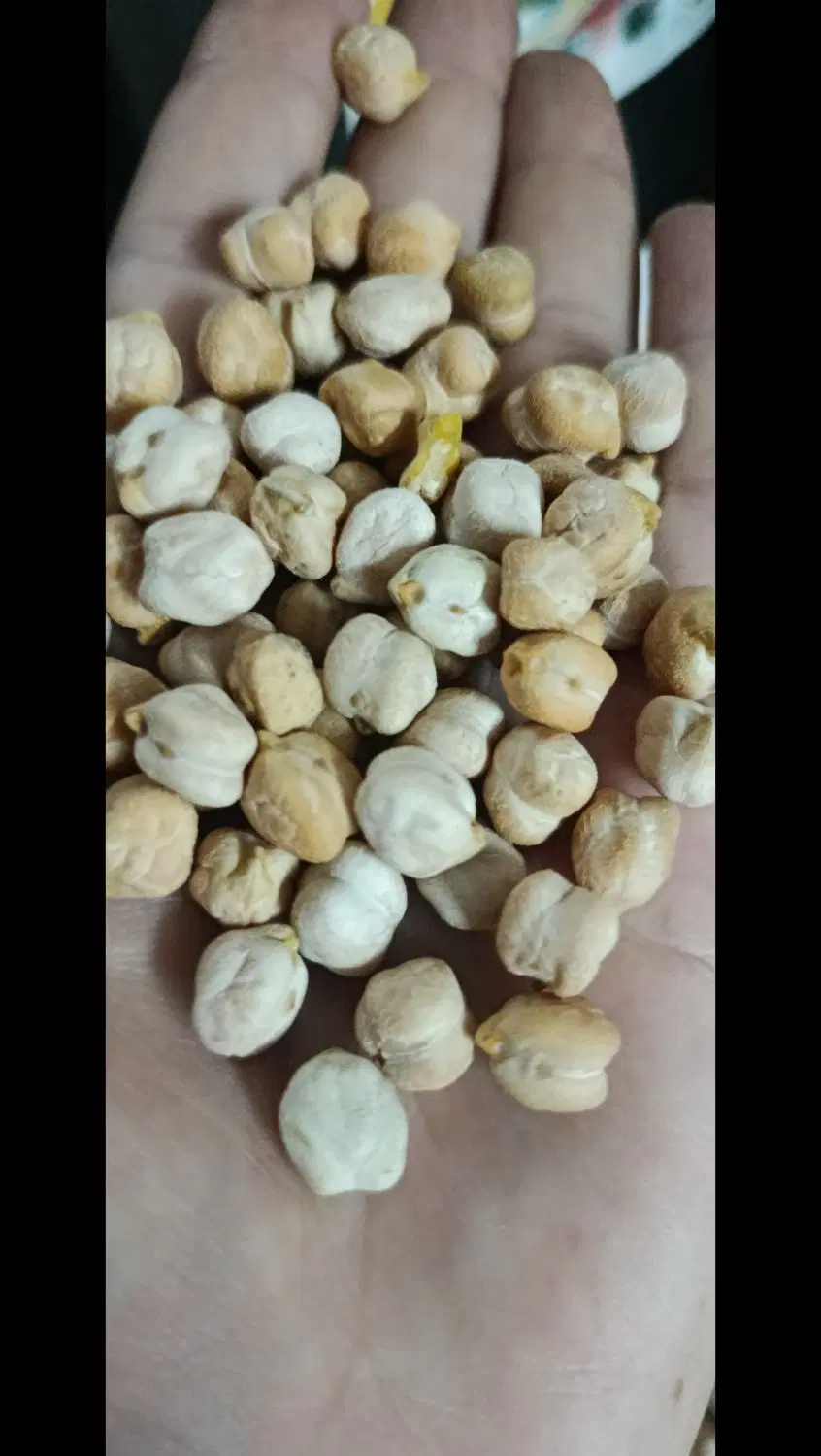 نخود|خوردنی و آشامیدنی|یزد, |دیوار
