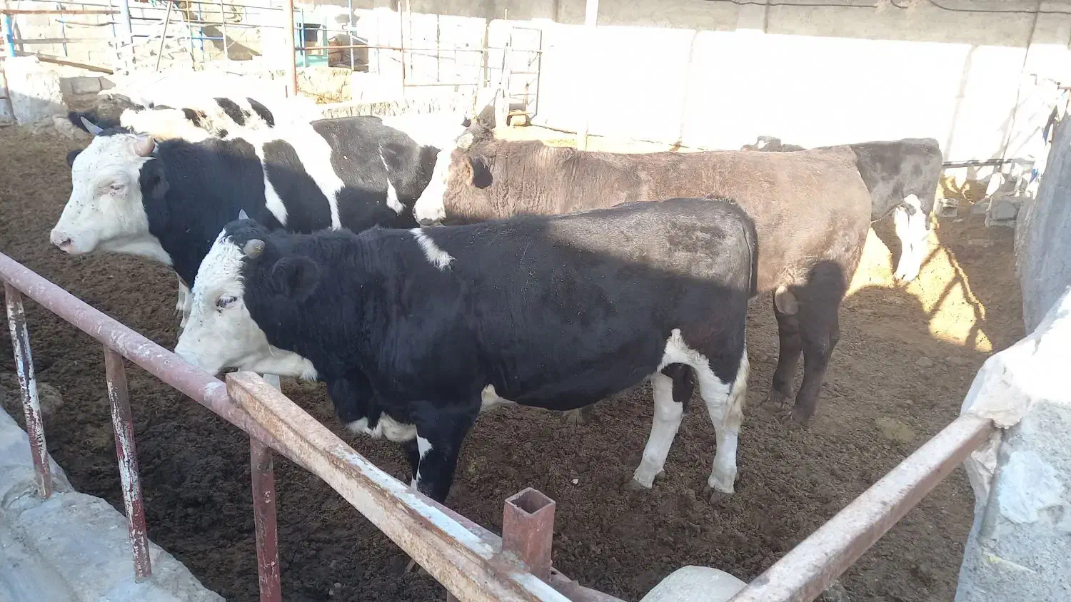 گوساله چاق|حیوانات مزرعه|پیر بکران, |دیوار