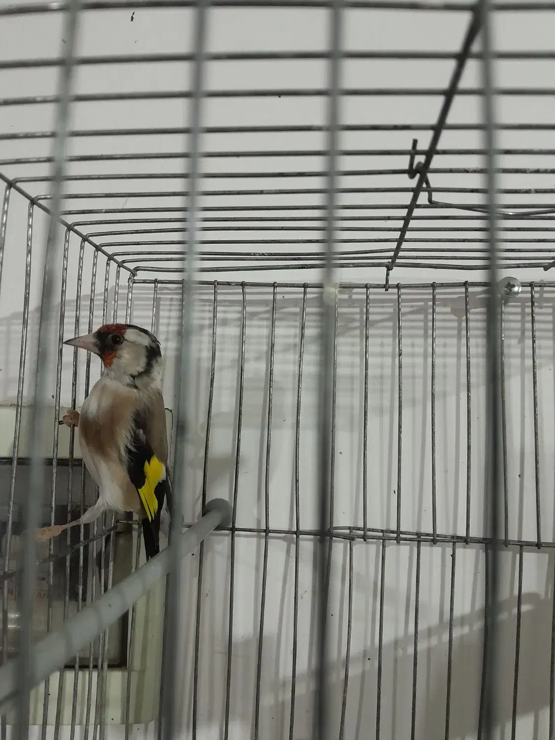 سهره|پرنده|شیراز, برمشور علیا|دیوار