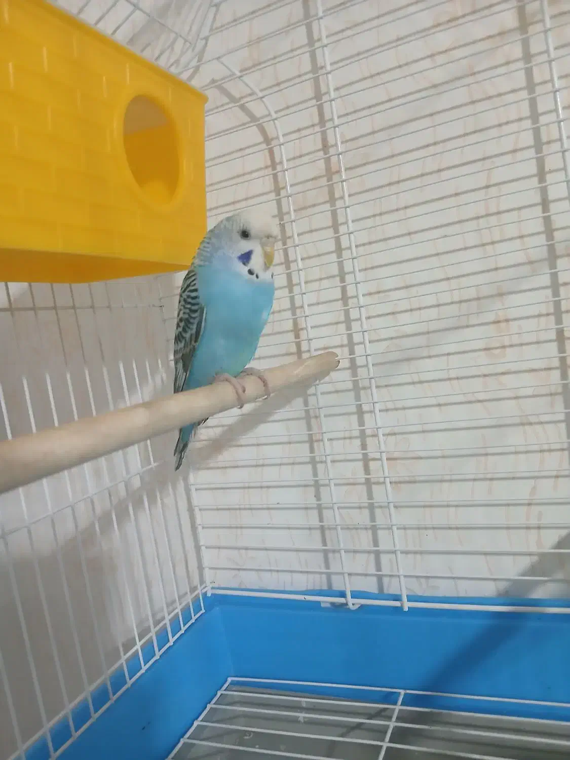 مرغ عشق ماده سالم سالم|پرنده|بازرگان, |دیوار