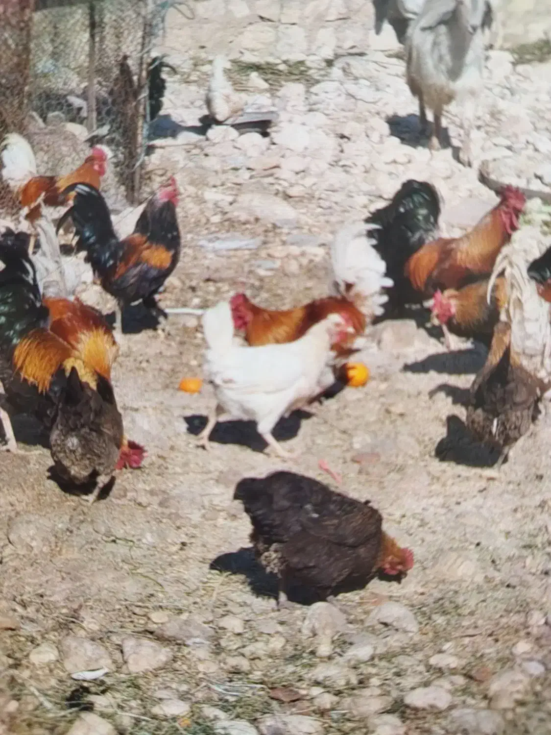 مرغ خروس محلی|حیوانات مزرعه|جم, |دیوار