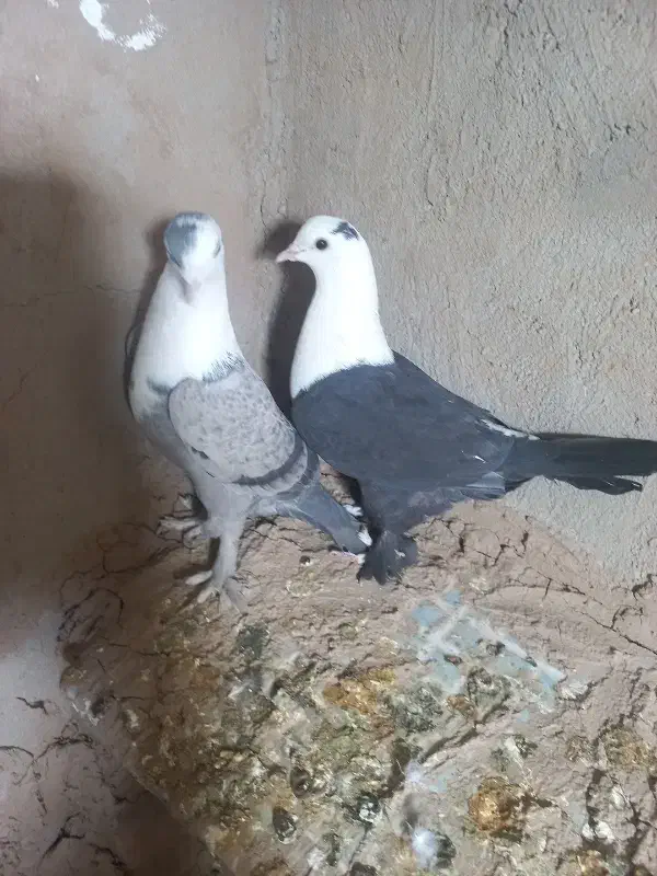 یک جفت کله سفید|پرنده|شهرآباد, |دیوار