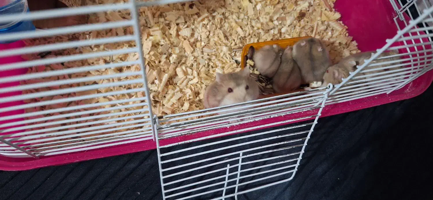 واگذاری رایگان همستر|موش و خرگوش|قزوین, |دیوار